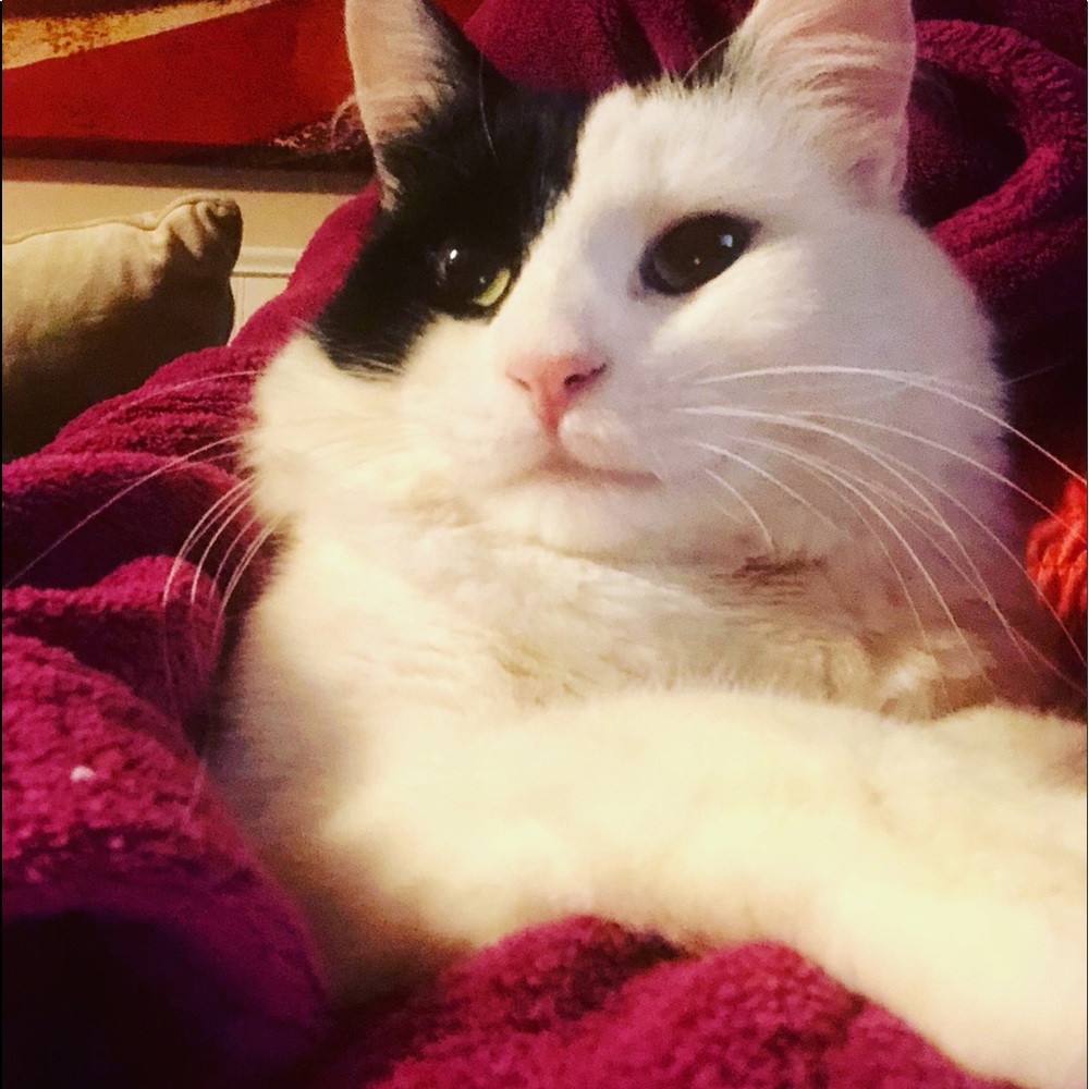 Posher Kathleen ❤️😻”Here, Kitty, kitty”